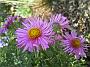 Aster Andenken an Alma Poetschke4